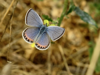 Upper side, male