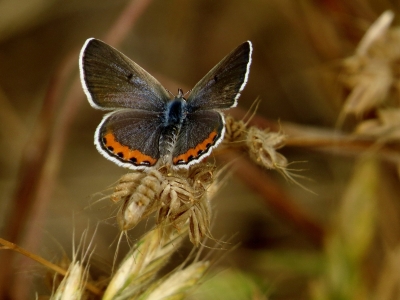 Upper side, female