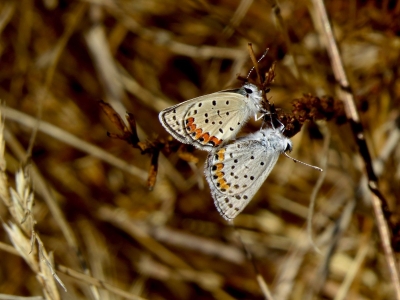 Mating pair