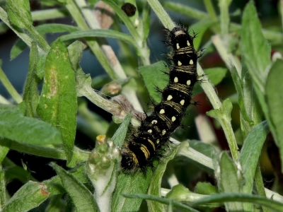 Caterpillar