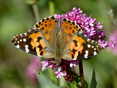 Painted Lady, open *