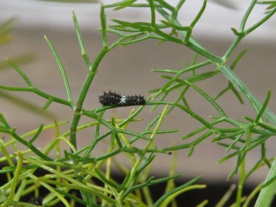 Early instar caterpillar *