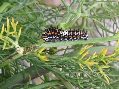 Third instar caterpillar *