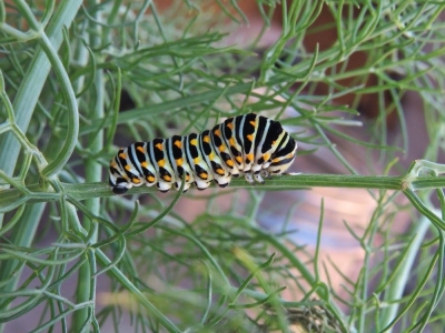 Fourth instar caterpillar