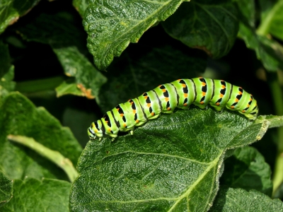 Fifth and final instar