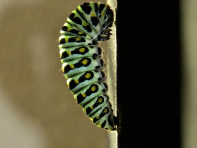 Caterpillar just before pupating *