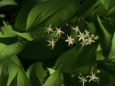 False lily of the valley