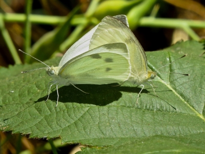 Mating pair, female on the left *