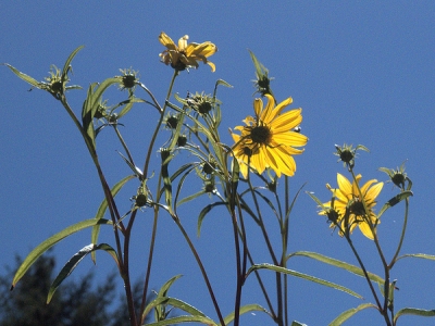 California sunflower