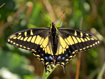 Anise Swallowtail