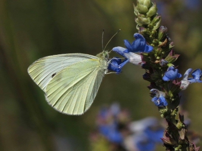 Cabbage White