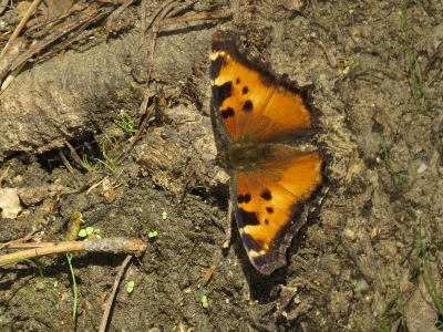 California Tortoiseshell