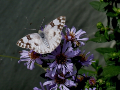 Checkered White