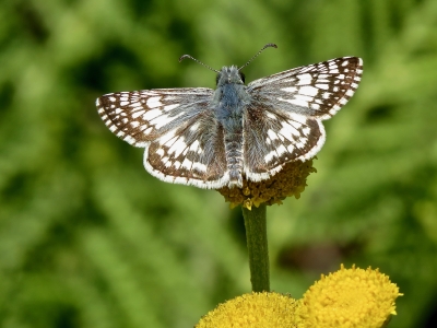 Common Checkered Skipper