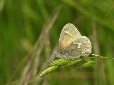 Common Ringlet