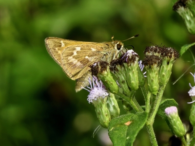 Field Skipper