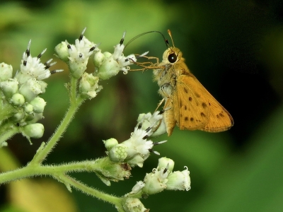 Fiery Skipper