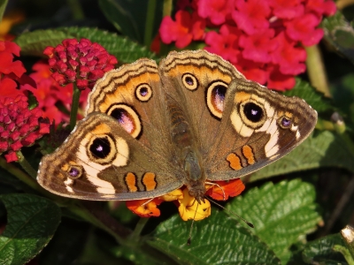 Gray Buckeye