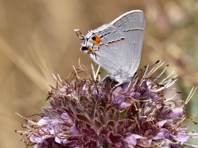 Gray Hairstreak