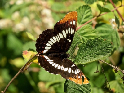 Lorquin's Admiral