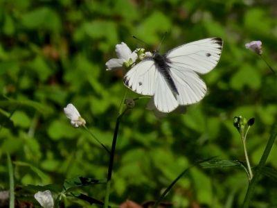 Margined White