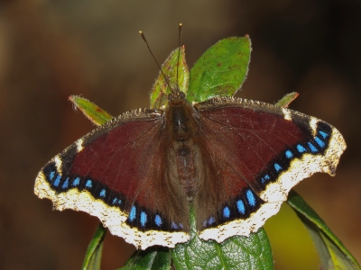 Mourning Cloak