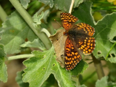 Northern Checkerspot