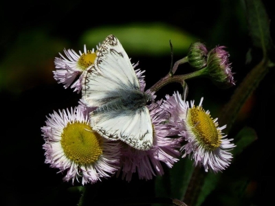 Northern White Skipper