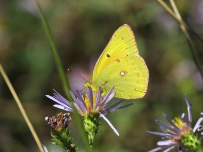 Orange Sulphur