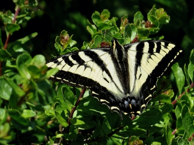 Pale Swallowtail