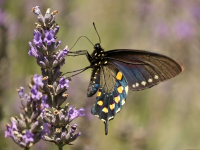 California Pipevine Swallowtail