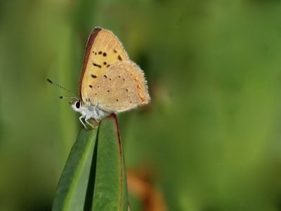 Purplish Copper