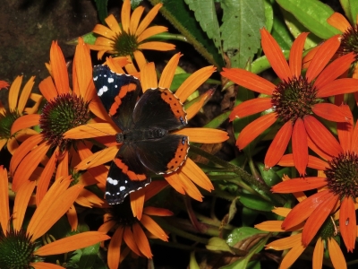 Red Admiral