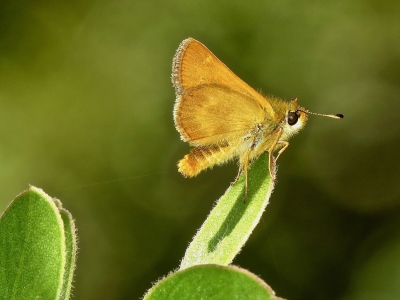 Rural Skipper