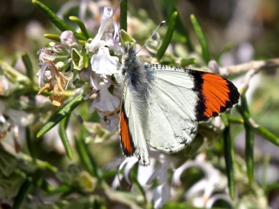 Sara Orangetip