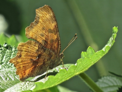 Satyr Comma