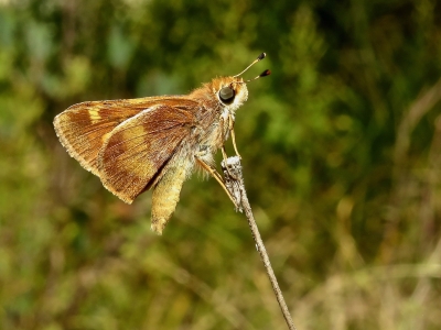 Umber Skipper