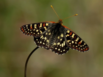 Variable Checkerspot