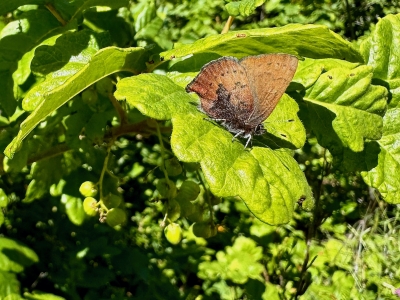 Western Brown Elfin