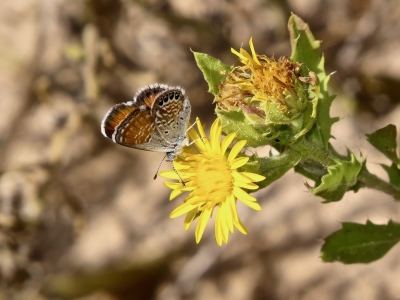 Western Pygmy Blue