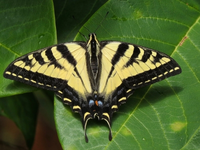 Western Tiger Swallowtail