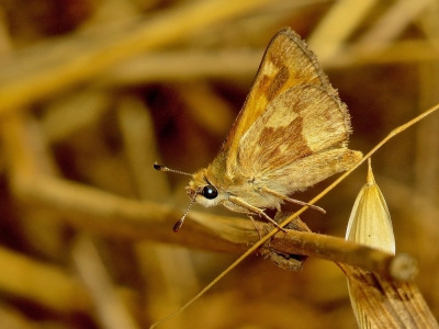 Woodland Skipper