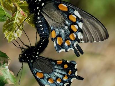 Mating pair