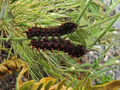 Caterpillars feeding *