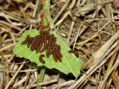 Caterpillars *