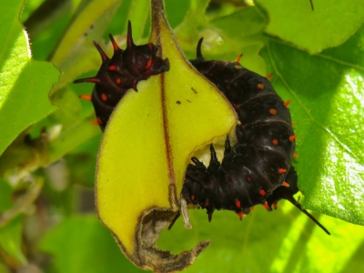 Caterpillars eating Pipevine fruit *