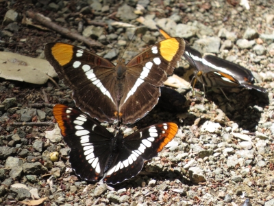 California Sister versus Lorquin's Admiral * (Photo Dave Bartholomew)