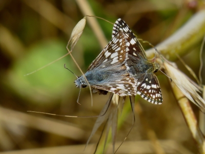 Mating pair *