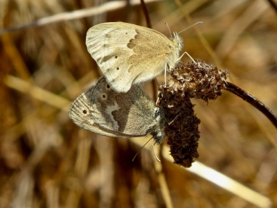 Mating pair