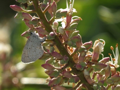 Laying eggs *